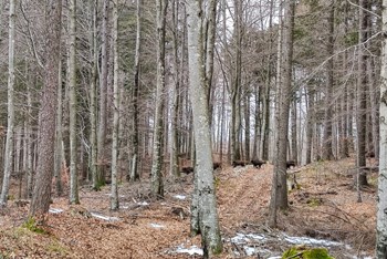 Put Ravnih staja i Mahena