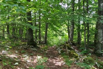 Gomila (1027 m) - Orljak (1106 m)