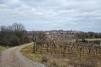 Među kraškim vinogradima Dutovlje (SLO)