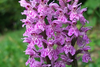 Putovima orhideja - Strahinjčica