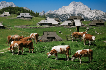 Velika planina (SLO) 8.6.2025.