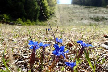 Kamenjak – Tršće - Kamenjak